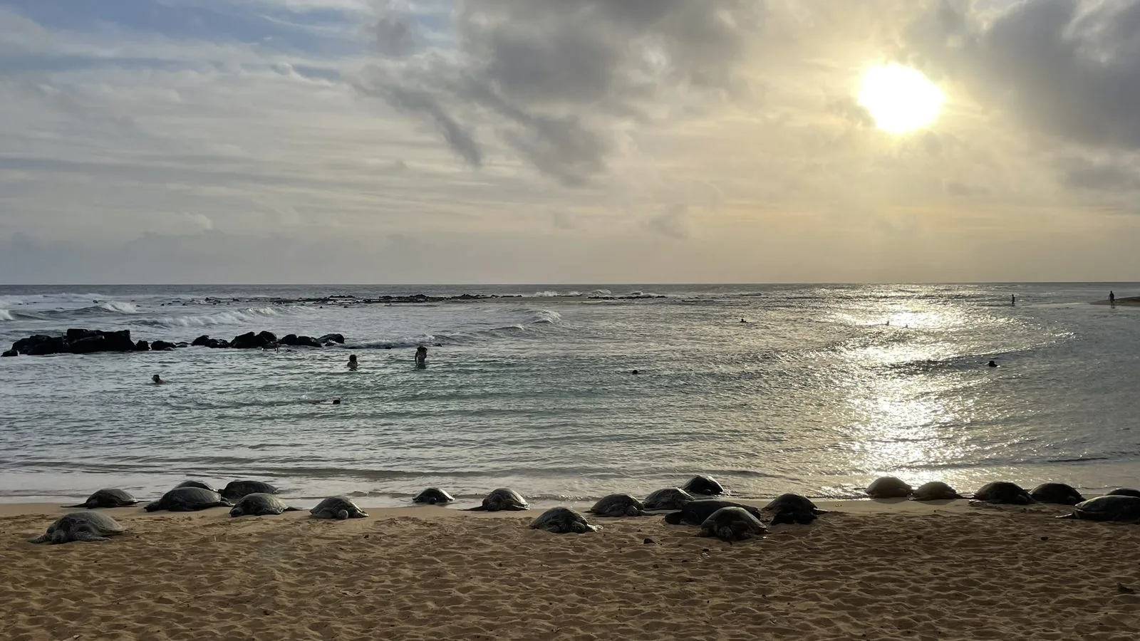Honu (sea turtles) resting on Poipu Beach at sunset