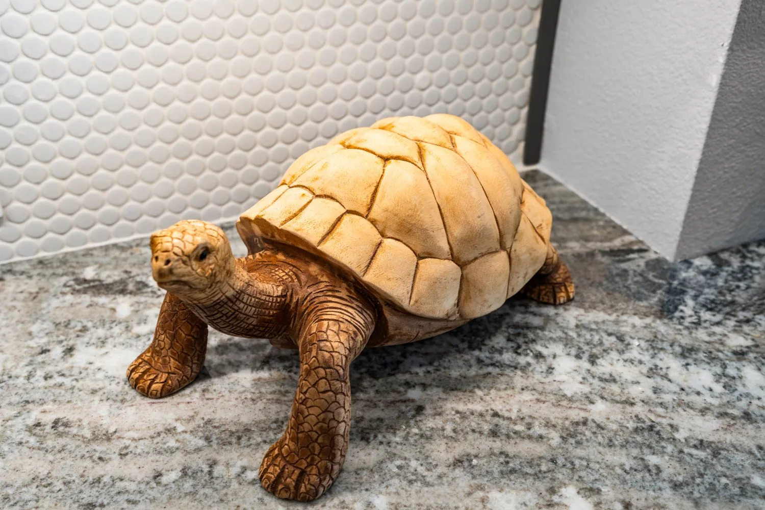 Craig, our resident tortoise mascot.